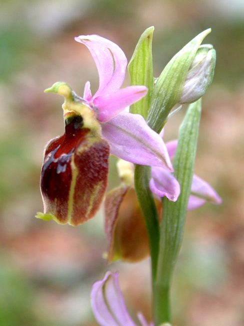 Ophrys crabronifera